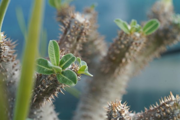 ◎新鮮種子 Pachypodium Tackyi ５粒　4/4 パキポディウム タッキー　　コーデックス　塊根植物_画像5