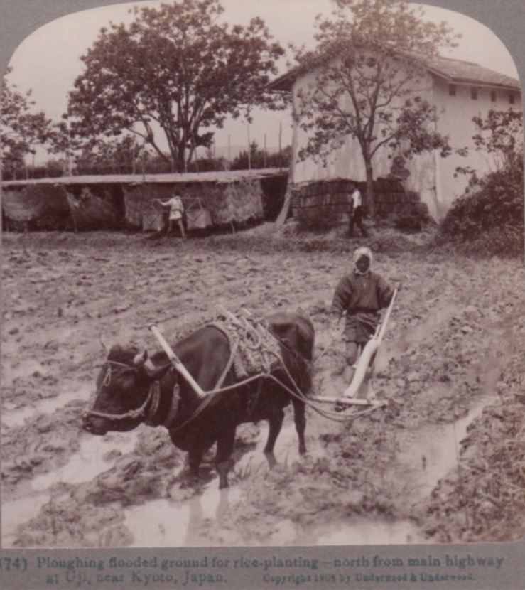 ステレオ写真 立体写真 古写真 明治期 京都近辺 宇治 農業 ポンティング ステレオビュー 1904年_画像2