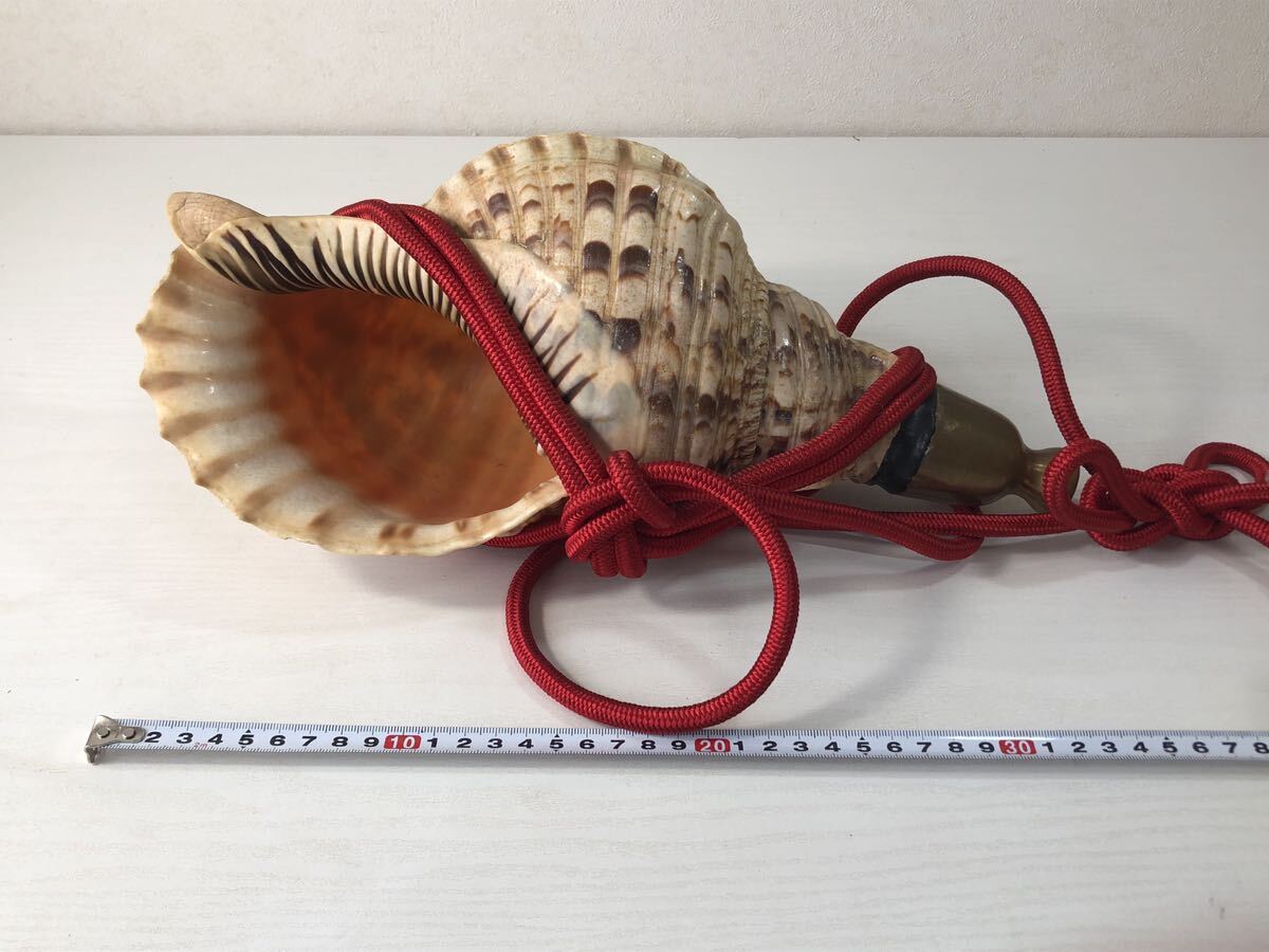ほら貝 35cm 山伏道具 和楽器 法螺貝 の画像8