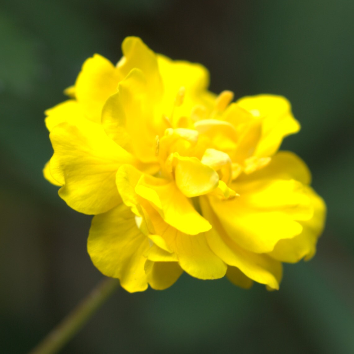 【レア/八重咲/グランドカバー】 ポテンティラ ベルナ ダブル　宿根草　山野草_画像2