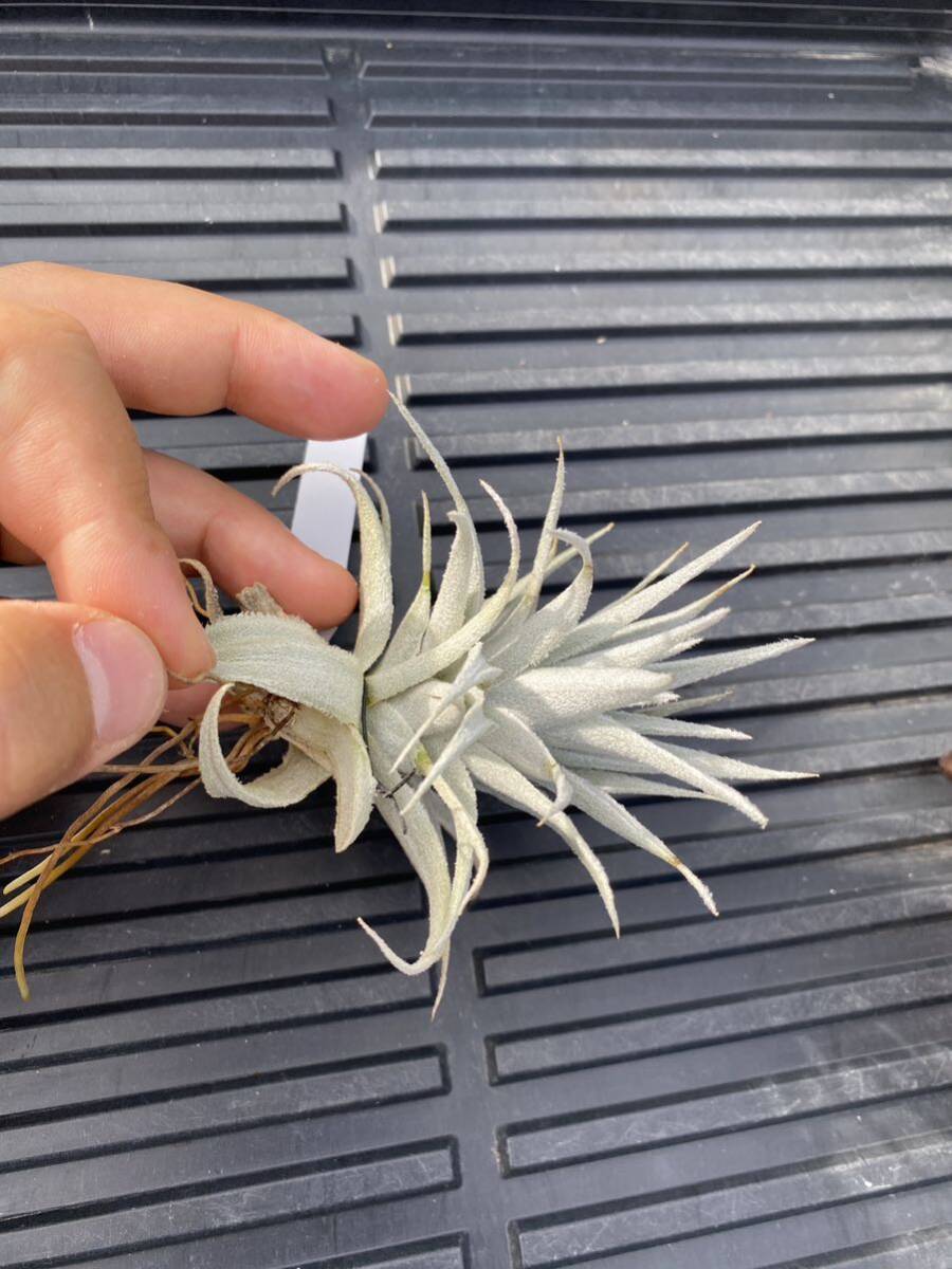 Tillandsia gardneri var. rupicola