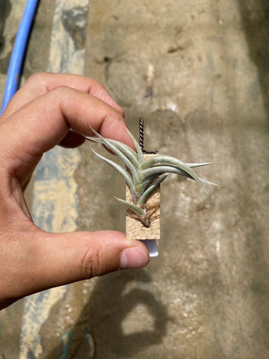 Tillandsia aff. hirta