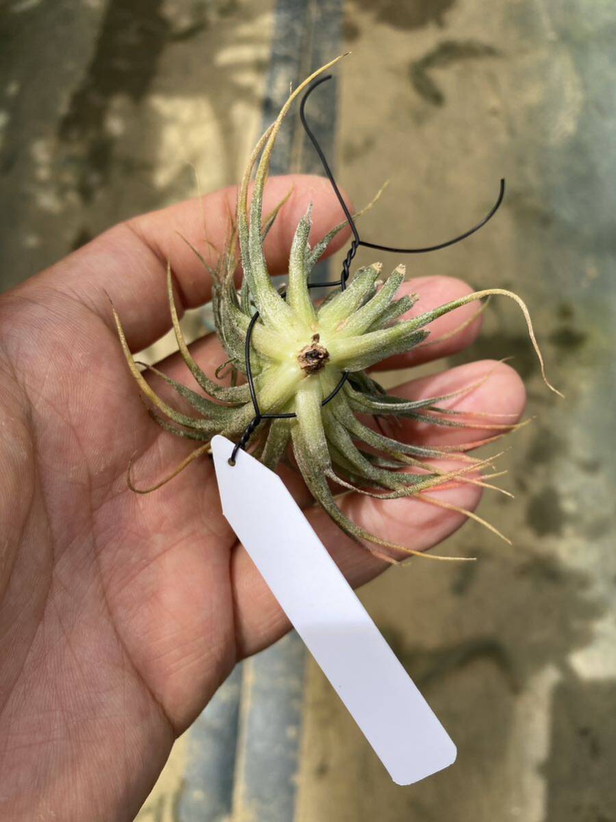 Tillandsia ionantha ‘Monstrose’_画像6