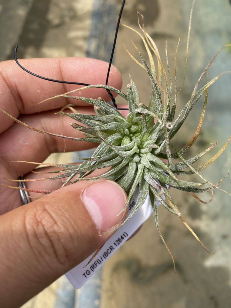 Tillandsia ionantha ‘Monstrose’_画像3