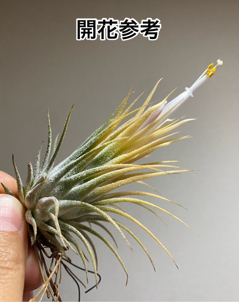 Tillandsia ionantha Special (Semi-Alba)_親株開花時参考画像