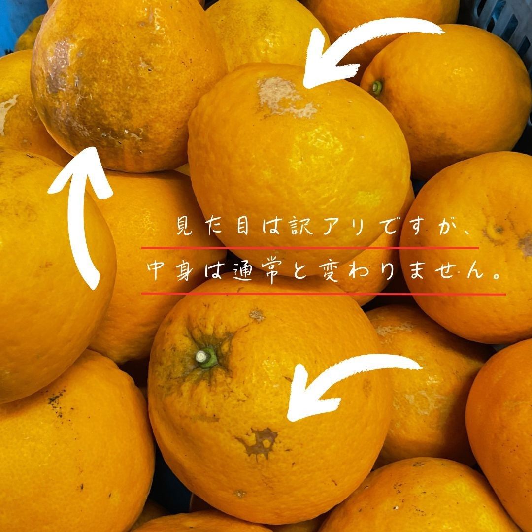 愛媛県西宇和産　ジューシー河内晩柑　減農薬8キロ箱込み　和製グレープフルーツ