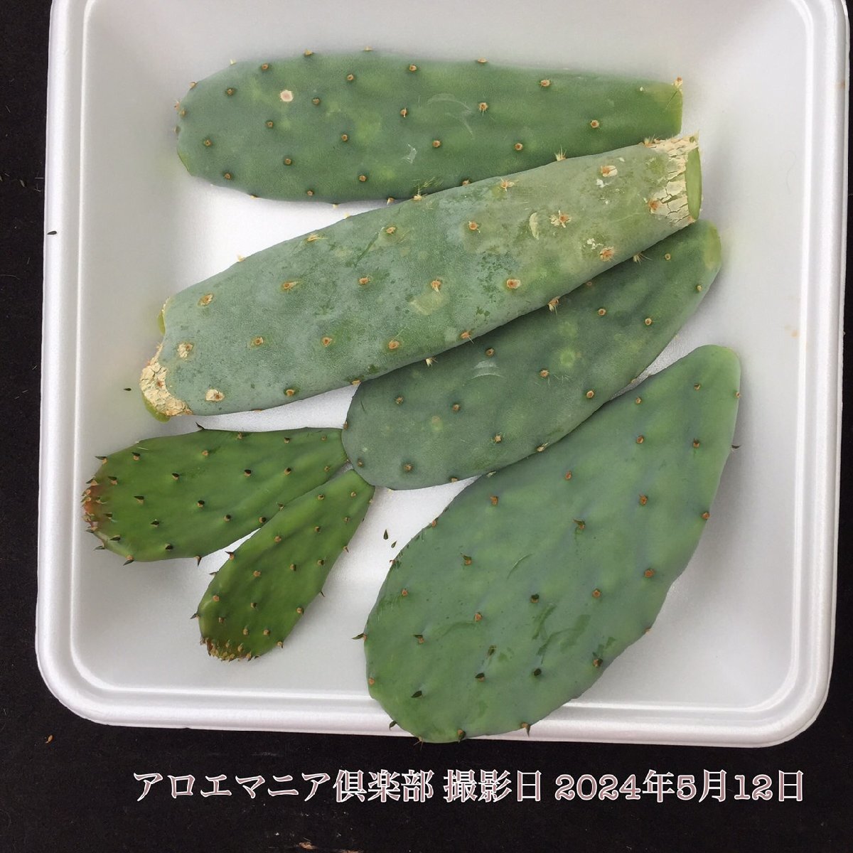 オオマルボン オプンチア属 大型宝剣 おおまるぼん 大丸盆 opuntia robusta f.belen ロブスタ 自社AMK ウチワサボテン 観葉植物 多肉植物_お送りする個体