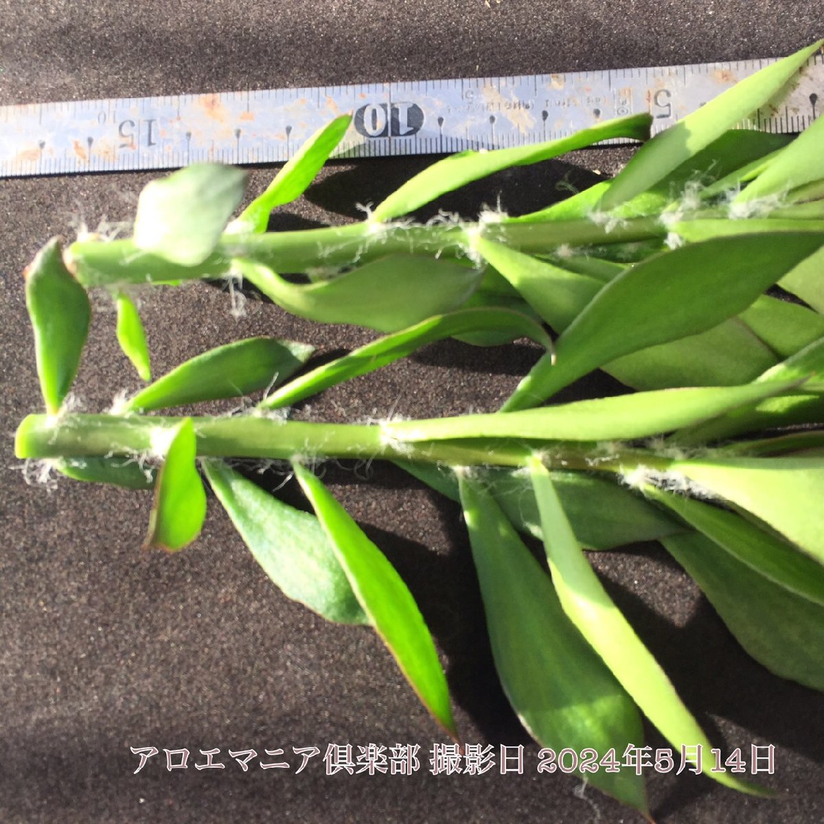 キリンウチワ キリン団扇 栽培セット さぼてん 仙人掌 柱サボテン 接木 接台 親木 植込 自社AMK 競り 観葉植物 多肉植物_画像1