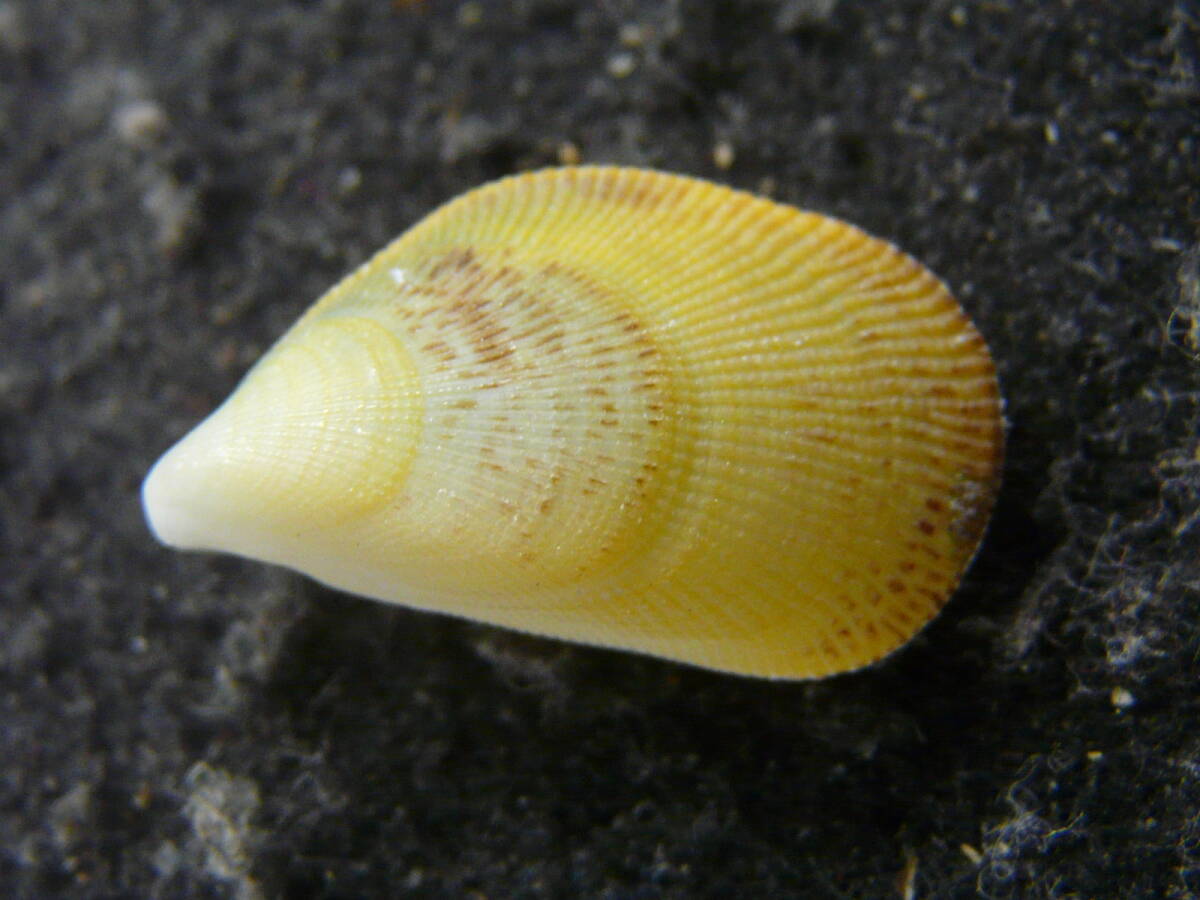 貝殻標本「クジャクガイ（黄色・美!!）」の画像1