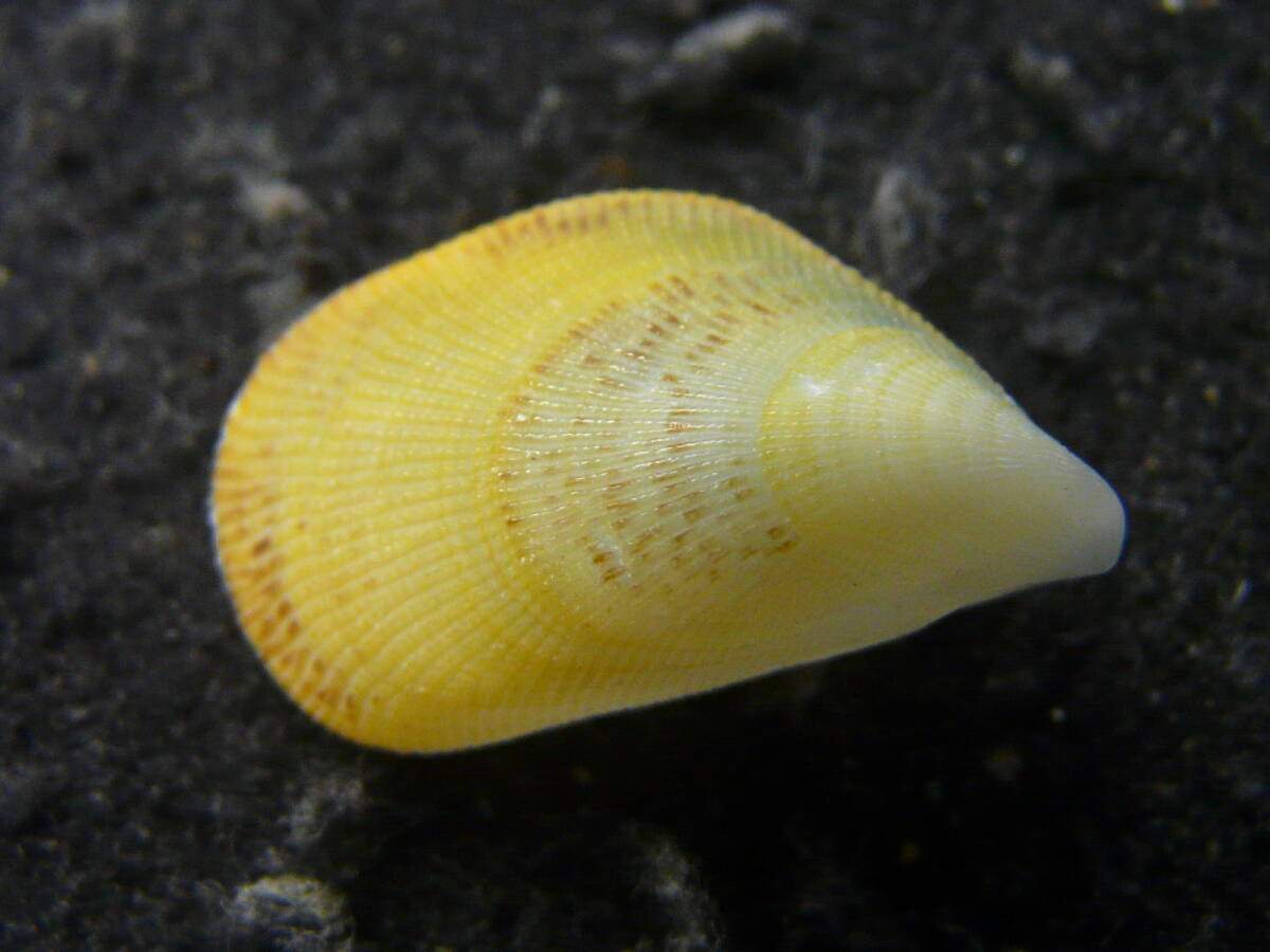 貝殻標本「クジャクガイ（黄色・美!!）」の画像2