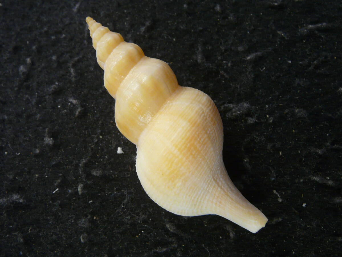 貝殻標本「オナガミクリw/o（黄色・美!）」_画像2