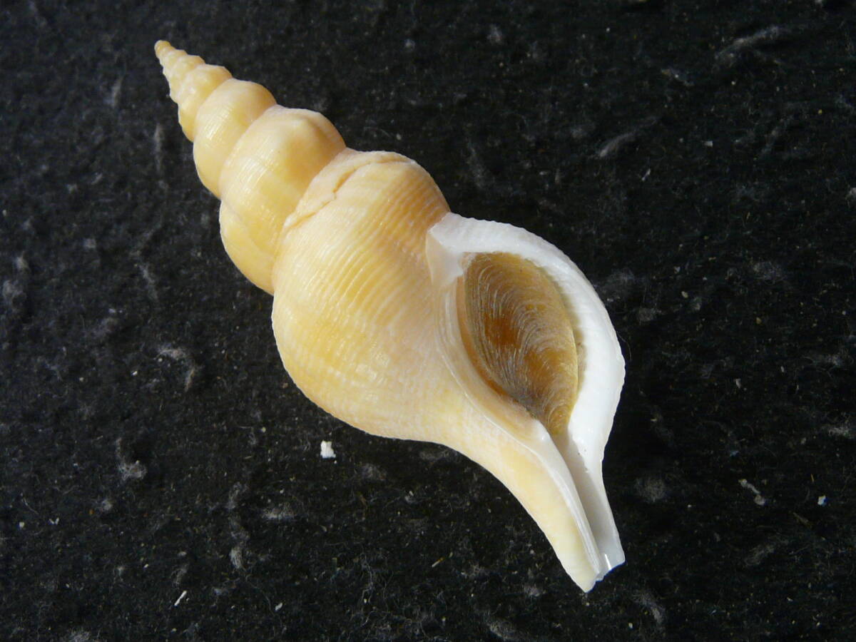 貝殻標本「オナガミクリw/o（黄色・美!）」_画像1