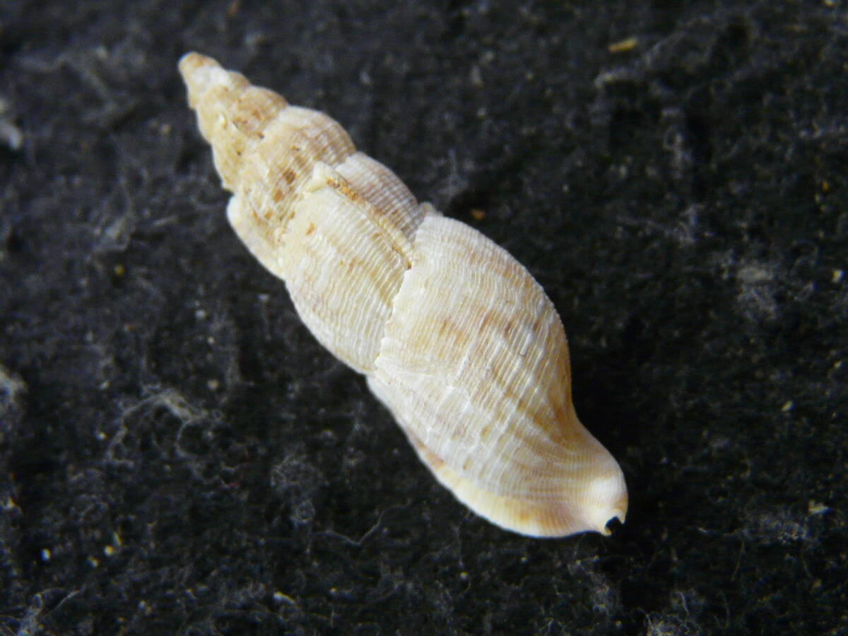 貝殻標本「ニセアンガスシリキレボラ（白型・美!!）」_画像2
