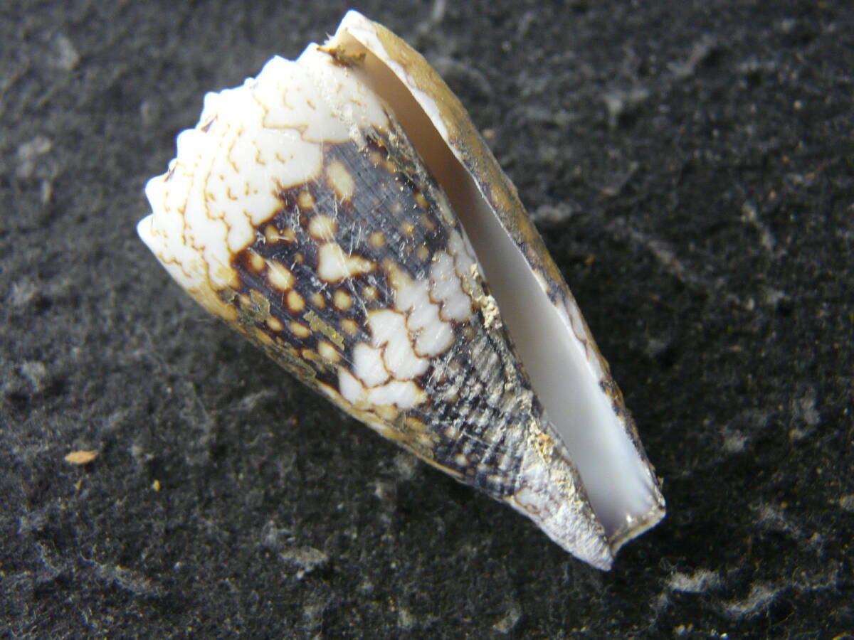 貝殻標本「ハブミナシ（美!）」_画像1