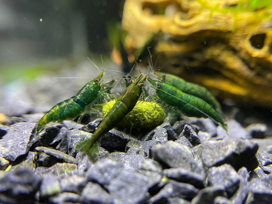  green Jade shrimp 10 pcs (SNP:10pcs) / Cherry shrimp / color freshwater prawn { shrimp flea leather }