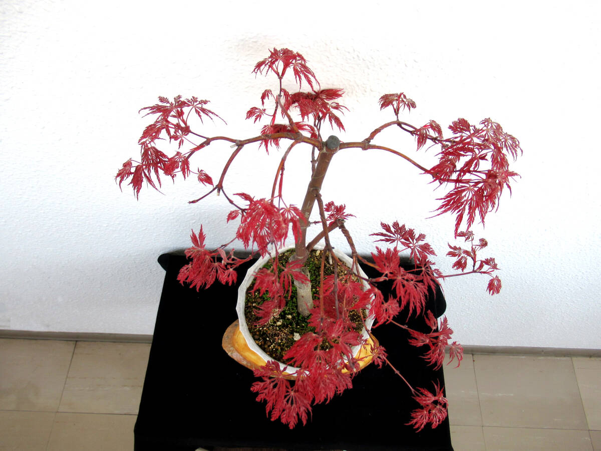 .... maple . tree bonsai maple bonsai 