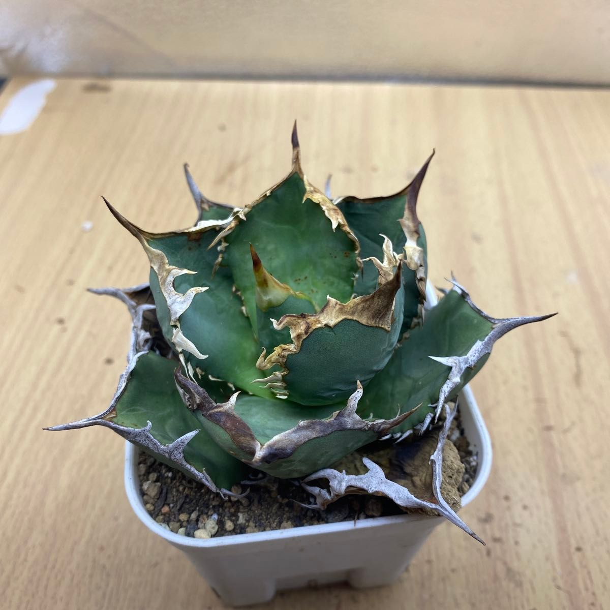 超希少種 Agave titanota FO-076 アガベ　チタノタ オテロイ　FO-076　 強棘 白鯨 多肉植物