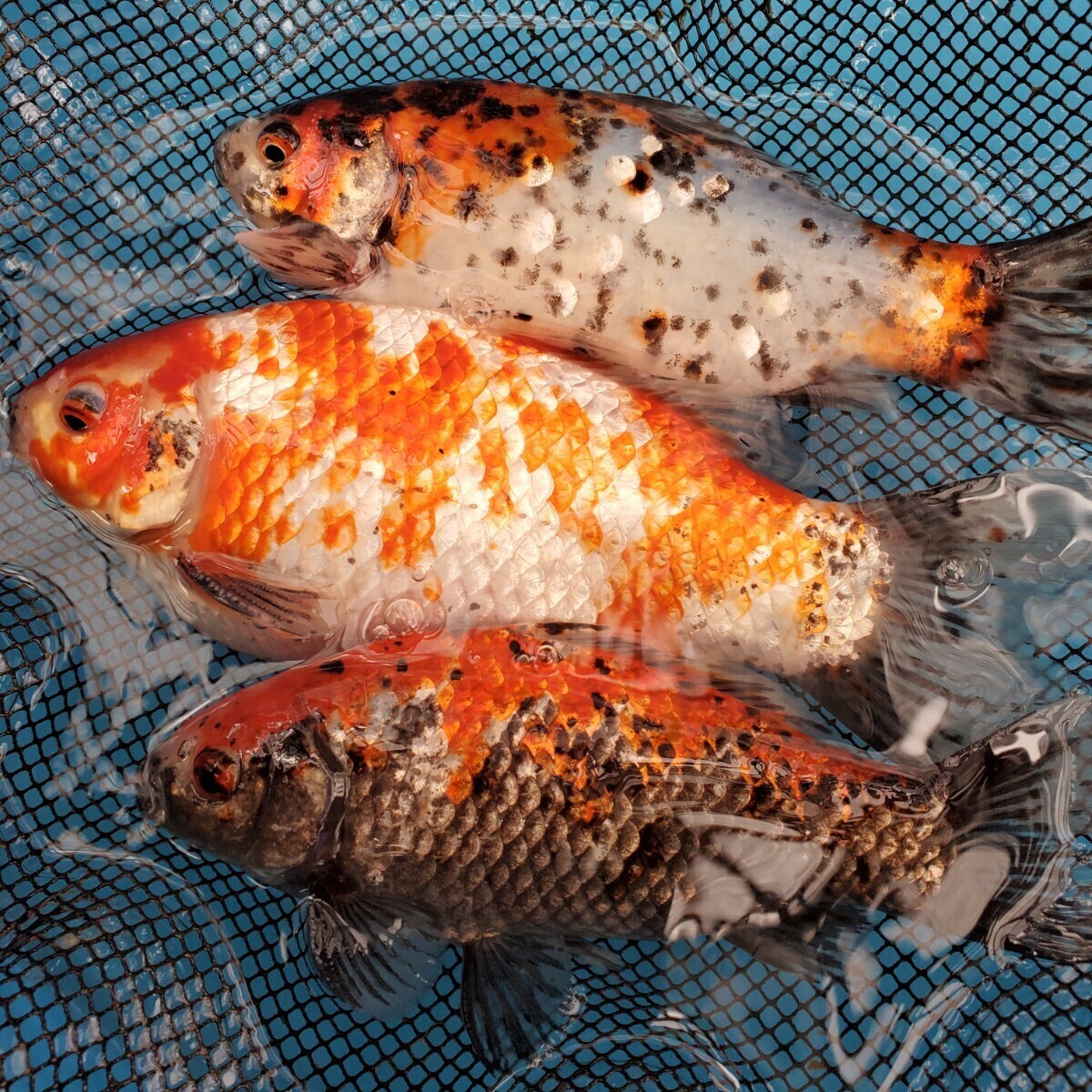 銀鱗朱文金稚魚 粗選別漏れ100匹＋α ★藤だるま工房★_オス親魚(非売品)