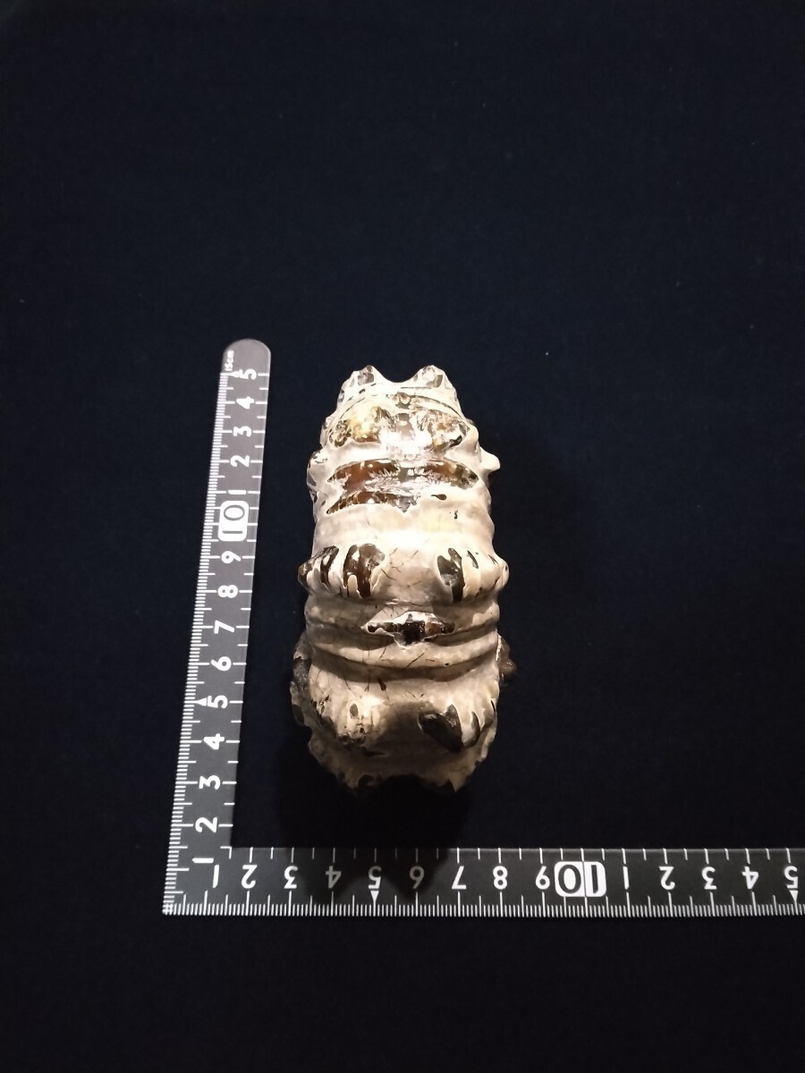  Anne mo Night fossil madaga Skull production J5 mineral specimen 