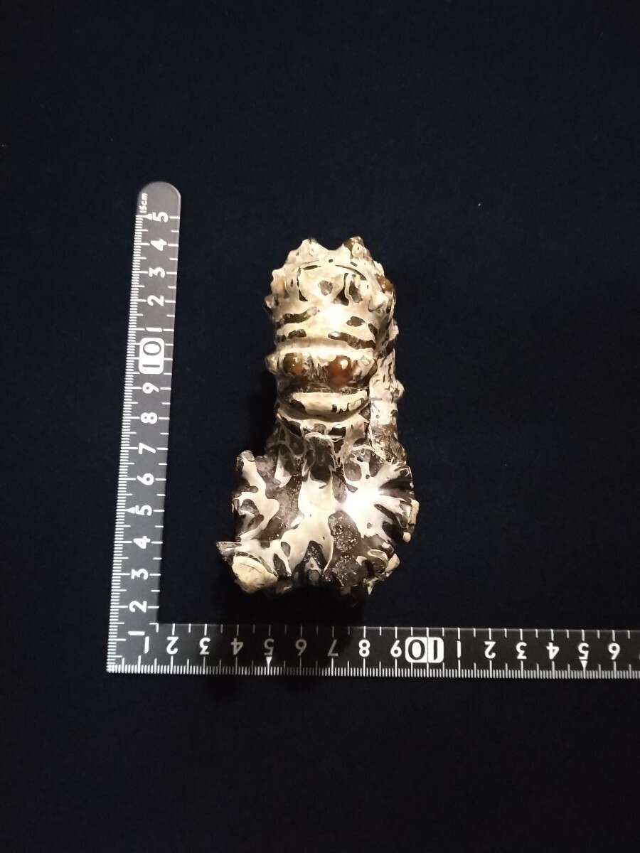  Anne mo Night fossil madaga Skull production J5 mineral specimen 