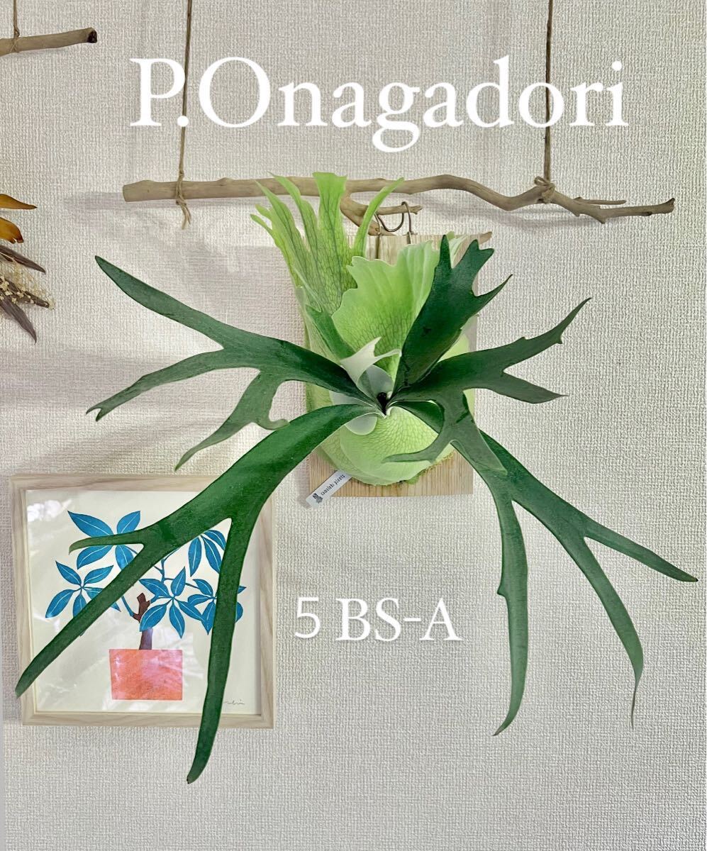 P.Onagadori 子株　5BS-A_画像1