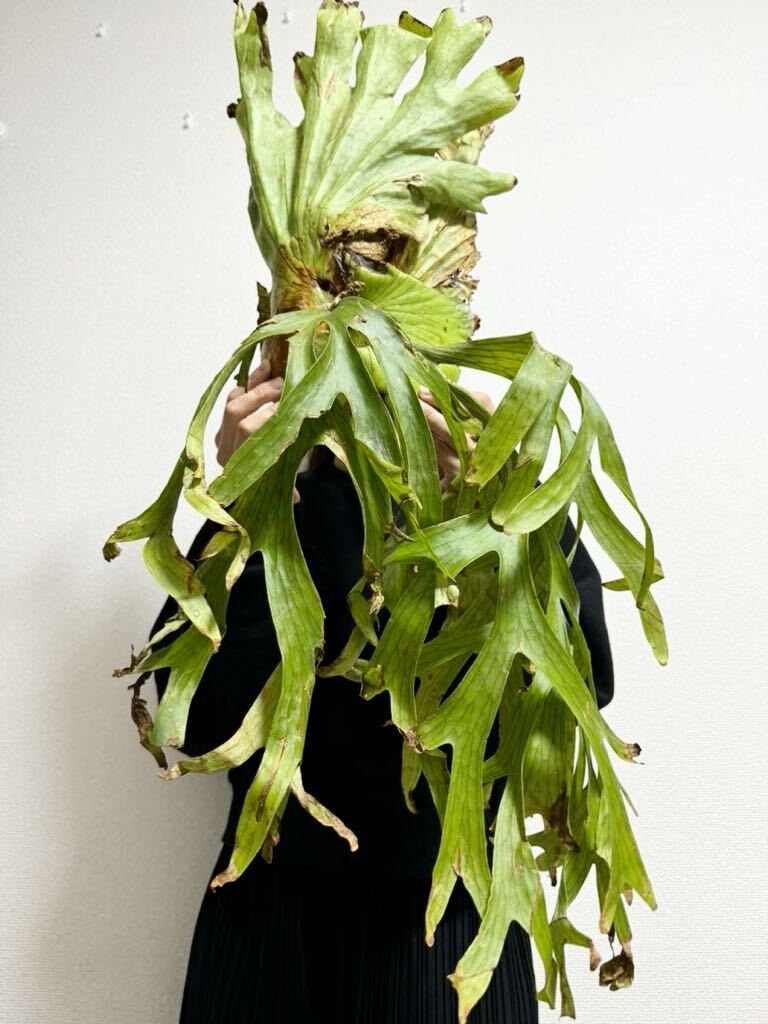 B30 *. rin . rin. .. leaf *XL size vP.coronarium Wild v Corona lium wild [PLANET] staghorn fern grande spa-bam