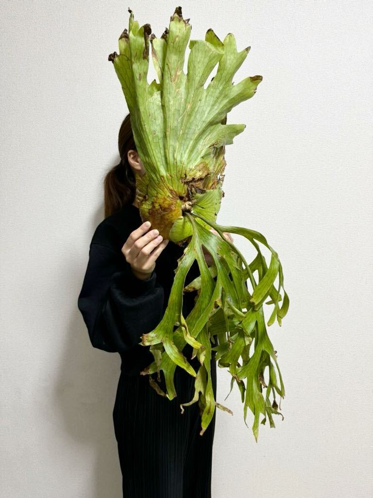 B30 *. rin . rin. .. leaf *XL size vP.coronarium Wild v Corona lium wild [PLANET] staghorn fern grande spa-bam