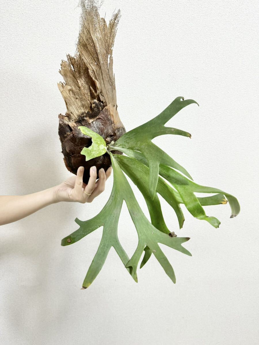 B31 super rare vP.willinckii Wild Dwarfvdowa-fbo goal island production wi Lynn key wild [PLANET] staghorn fern 