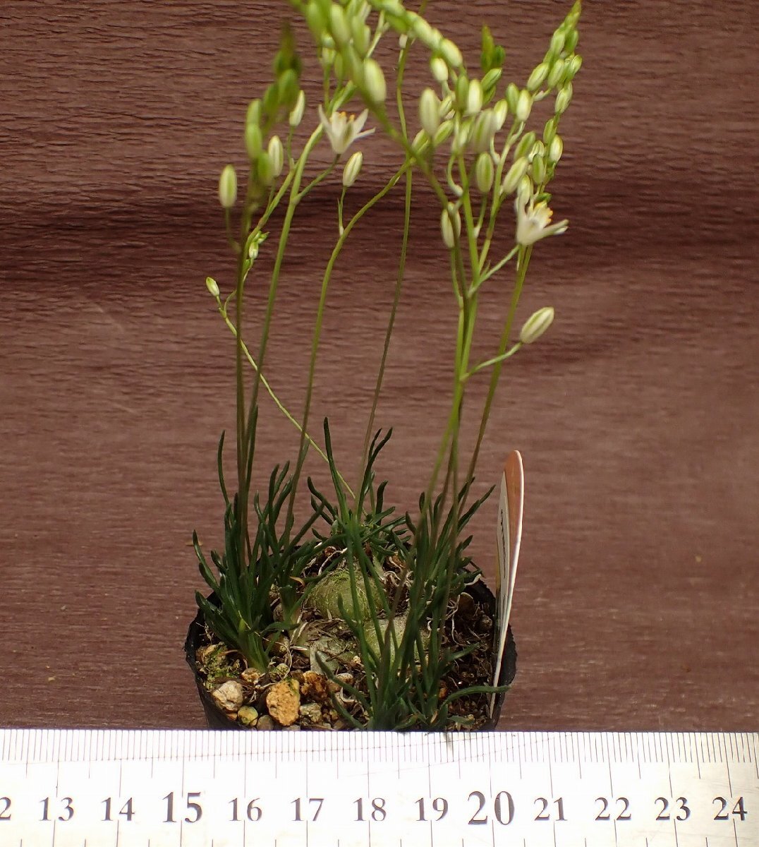 Ornithogalum lithopsoideso-nisoga Ram *litopsoites* succulent plant 