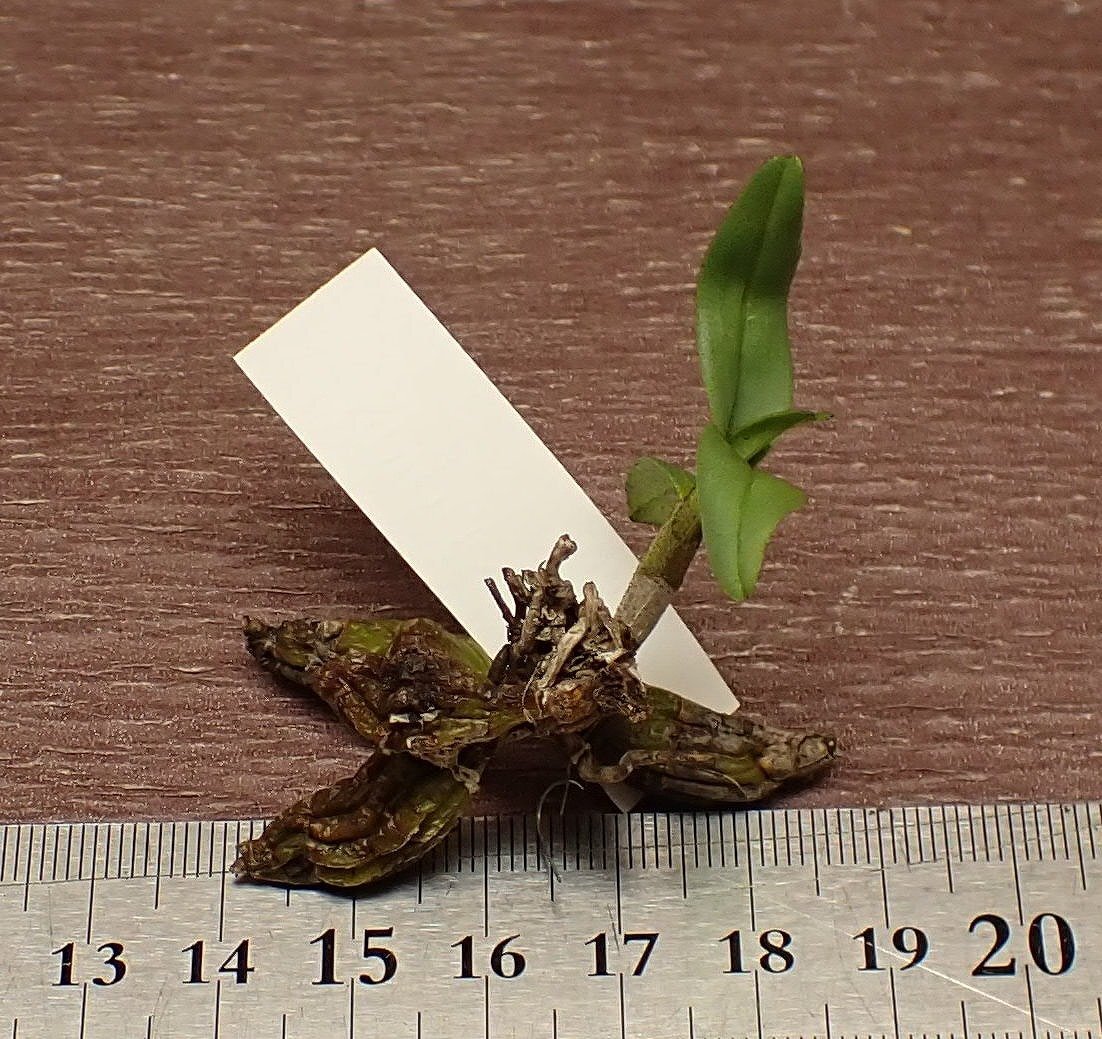 Dendrobium bellatulum デンドロビウム・ベラツラム★ラン苗_画像1