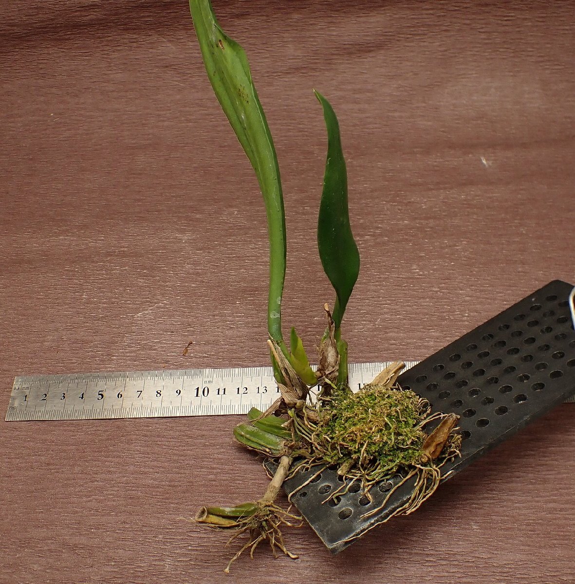 Bulbophyllum lilacinum bar bo filler m* lilac sinam* Ran seedling 