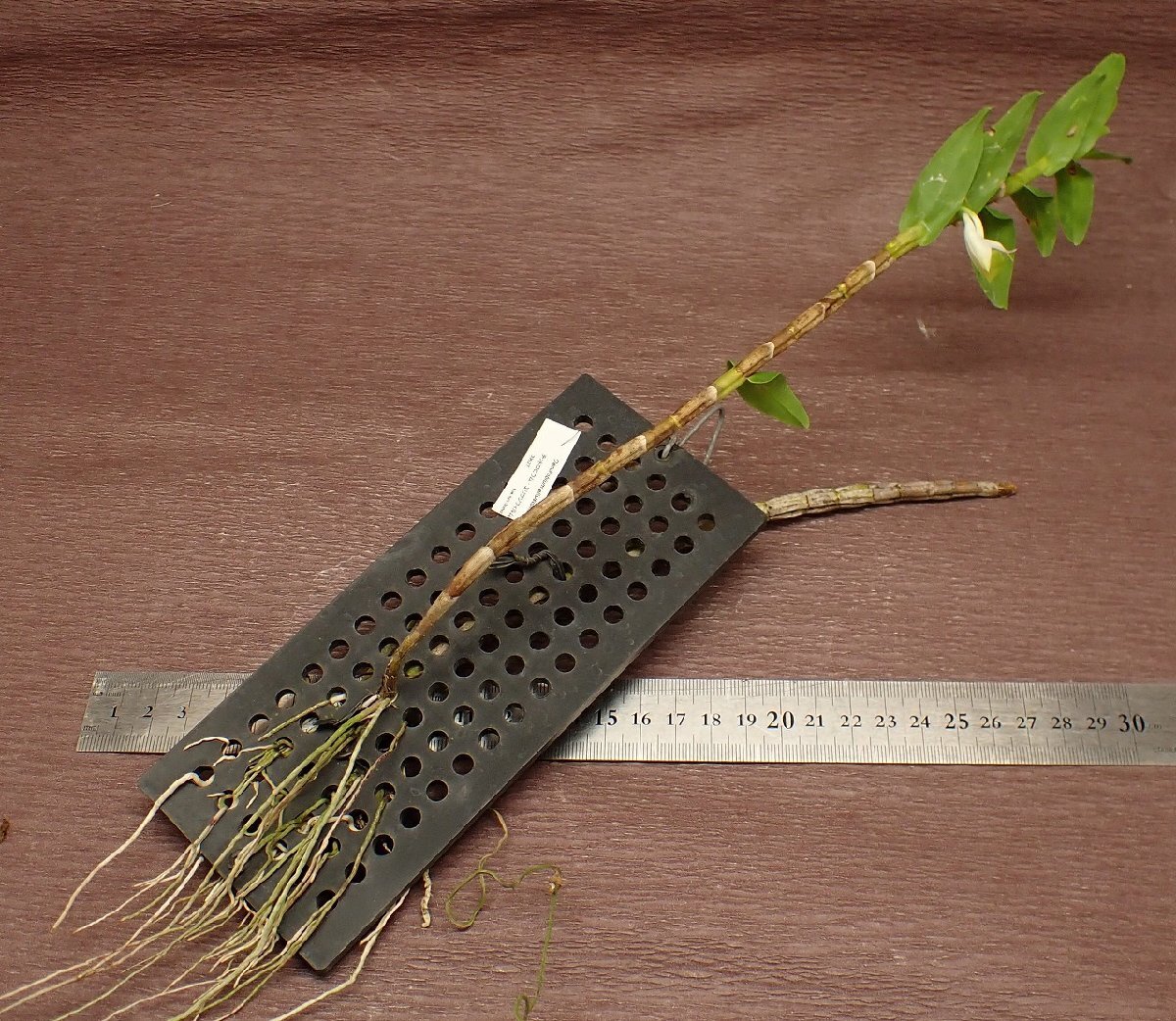 Dendrobium ellipsophyllumtendorobium*elipso film * Ran seedling 