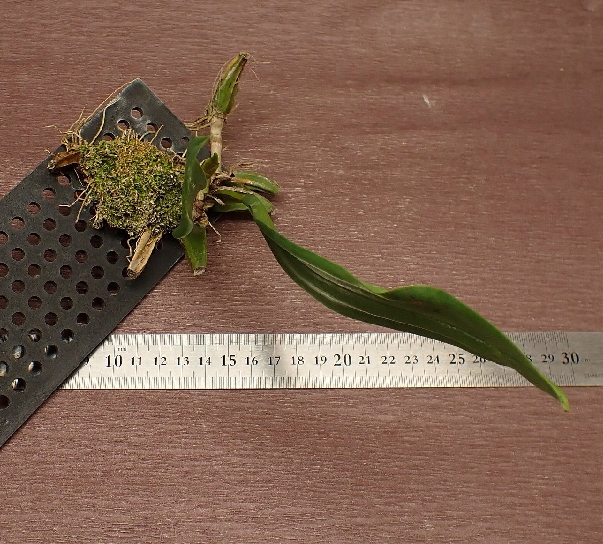 Bulbophyllum lilacinum bar bo filler m* lilac sinam* Ran seedling 