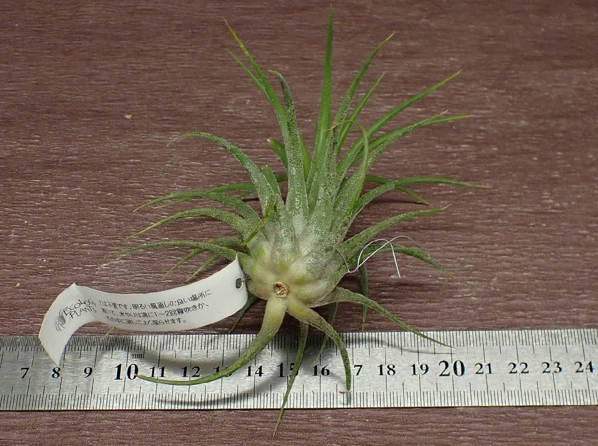 Tillandsia ionantha \'Druid\'chi Ran jia* Io naan tado Louis do# air plant EP