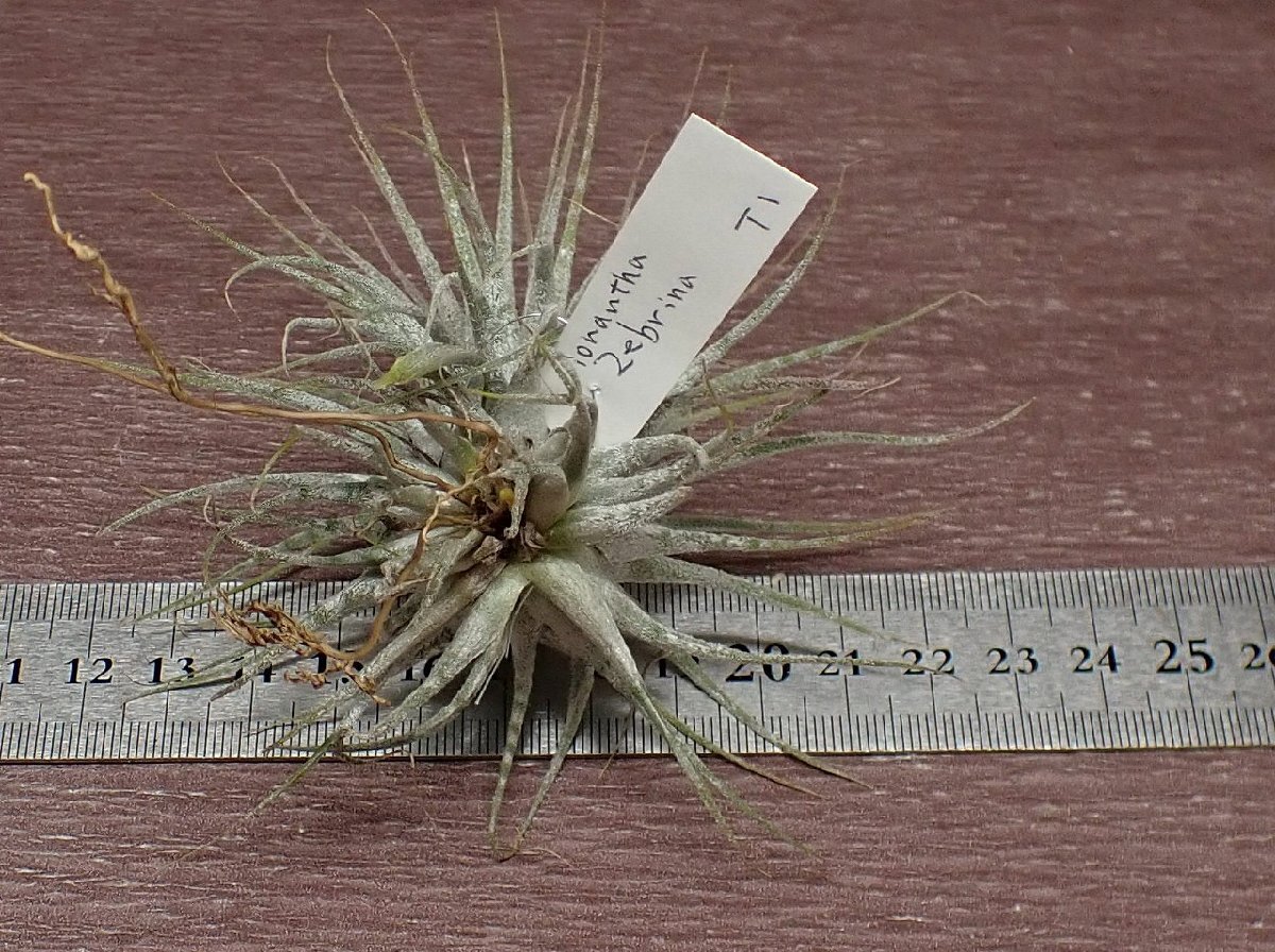 Tillandsia ionantha 'Zebrina' チランジア・イオナンタ ゼブリナ■エアプランツSE_画像2