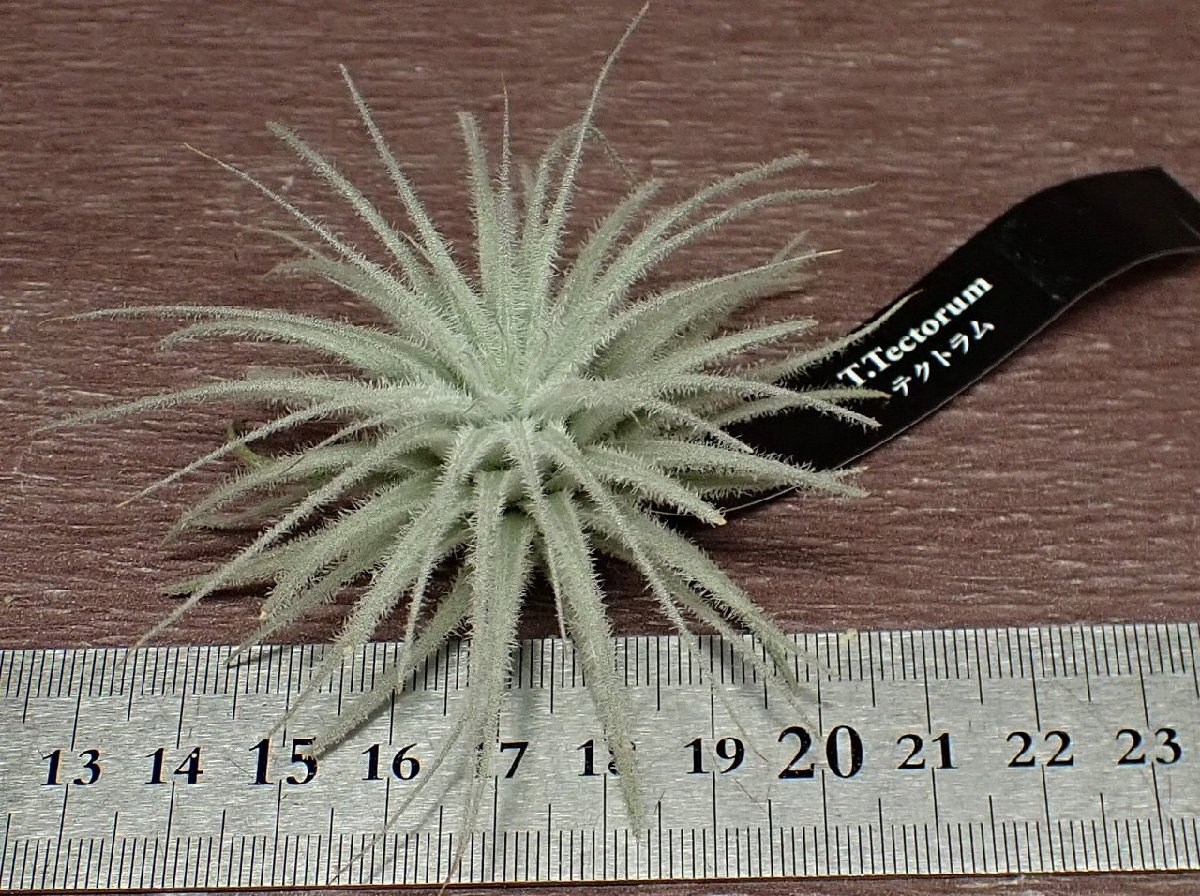 Tillandsia tectorumchi Ran jia* tech tiger m# air plant EP