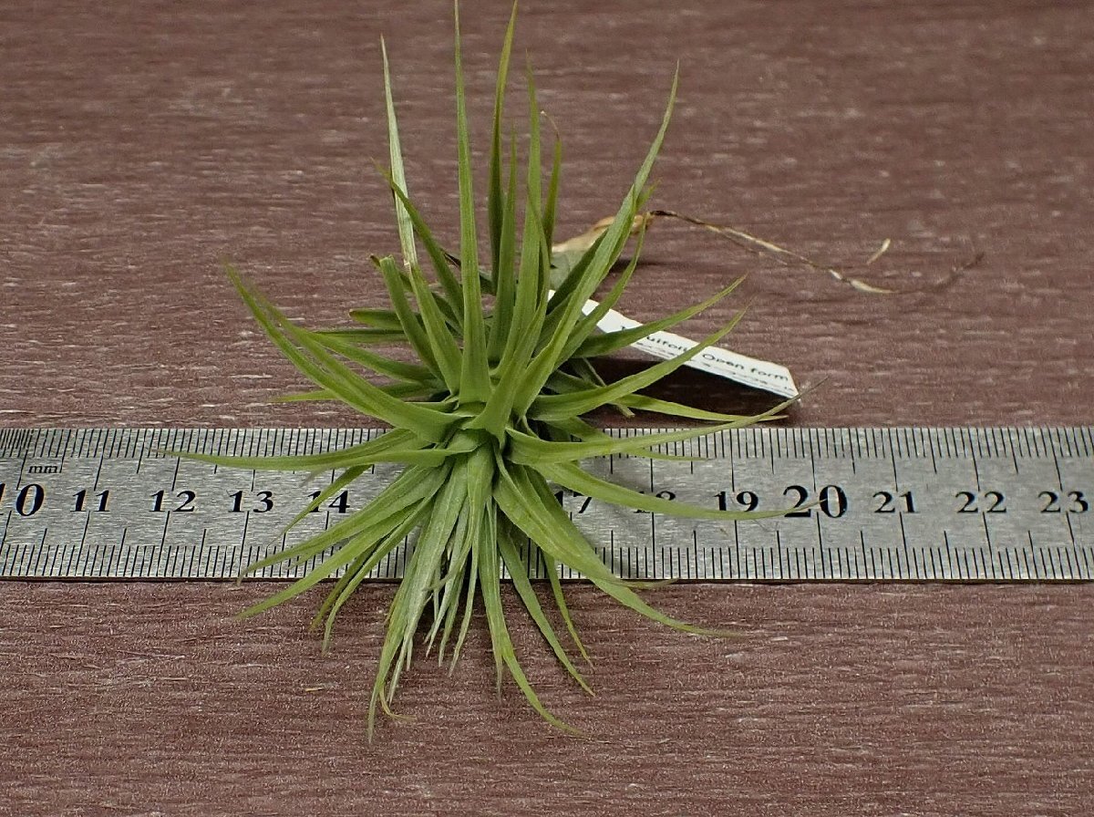Tillandsia tenuifolia Open form チランジア・テヌイフォリア オープンフォーム■エアプランツTI_画像3