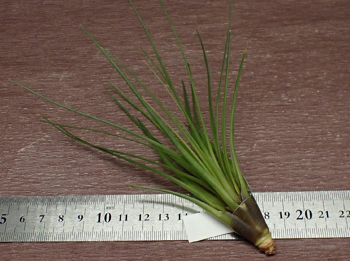 Tillandsia tricolor v.melanocrater チランジア・トリコロール メラノクラテル★エアプランツCO_画像2