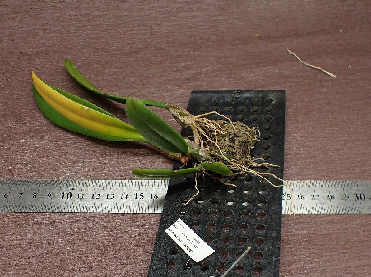 Bulbophyllum medusae バルボフィラム・メデューサエ★ラン苗_画像2