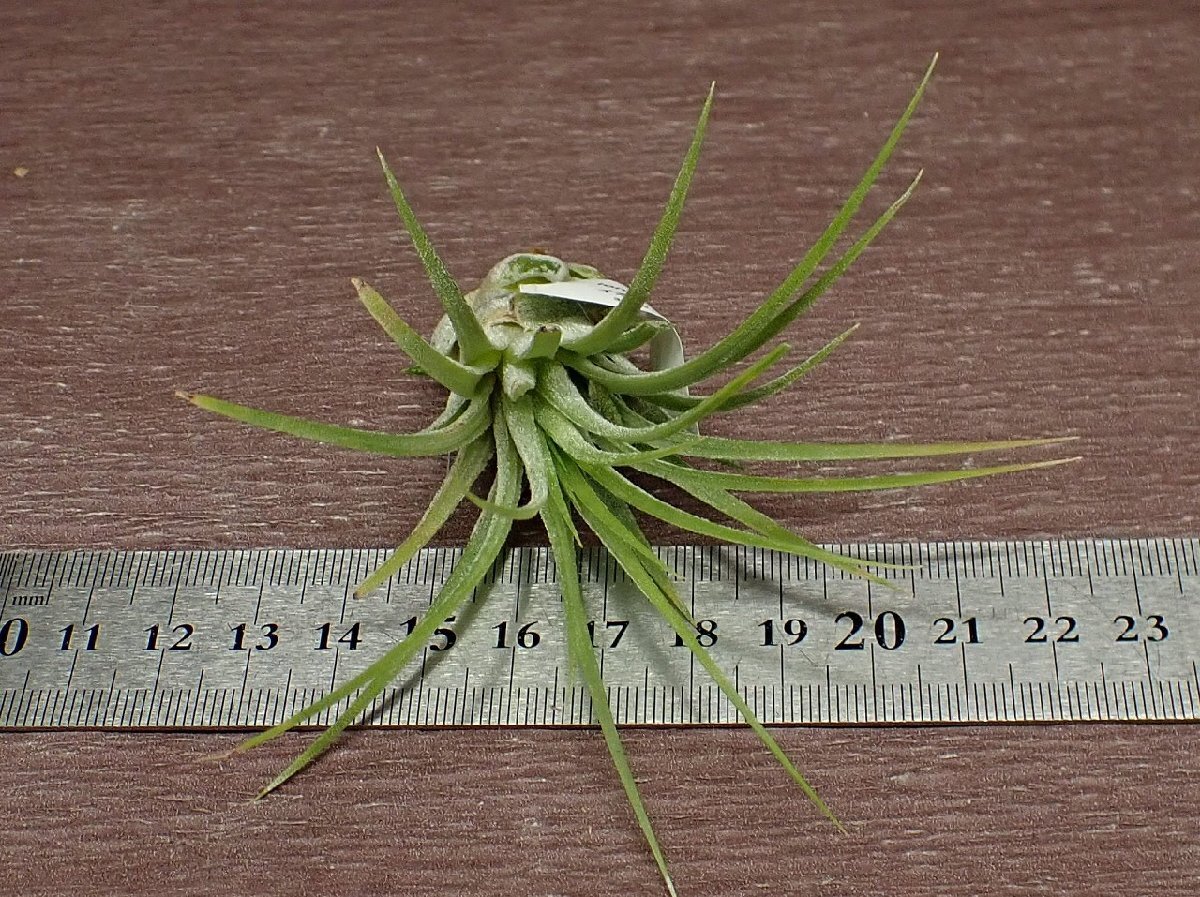 Tillandsia ionantha \'Honduras\'chi Ran jia* Io naan Tahoe n Duras # air plant TR