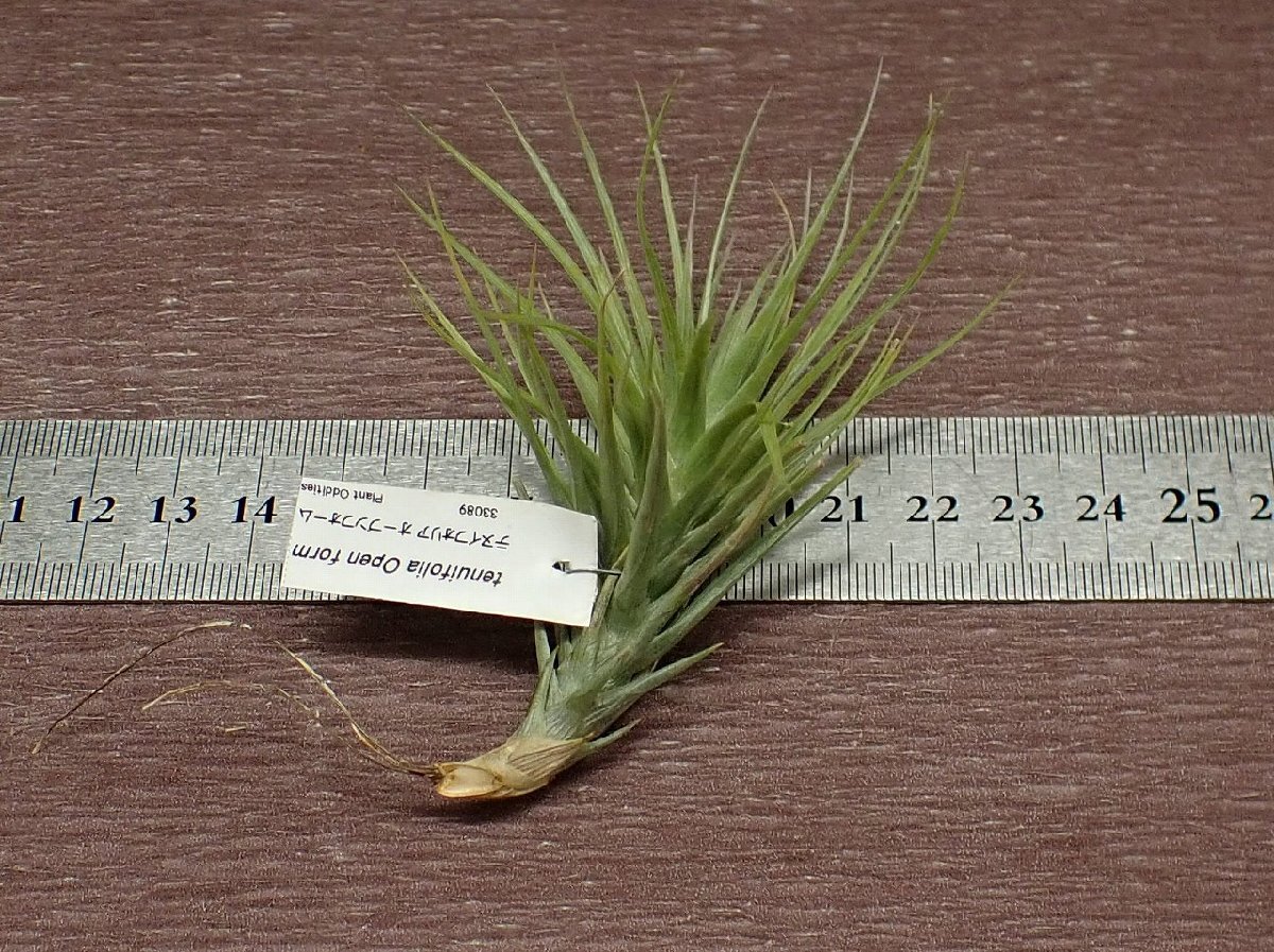 Tillandsia tenuifolia Open form チランジア・テヌイフォリア オープンフォーム■エアプランツTI_画像2