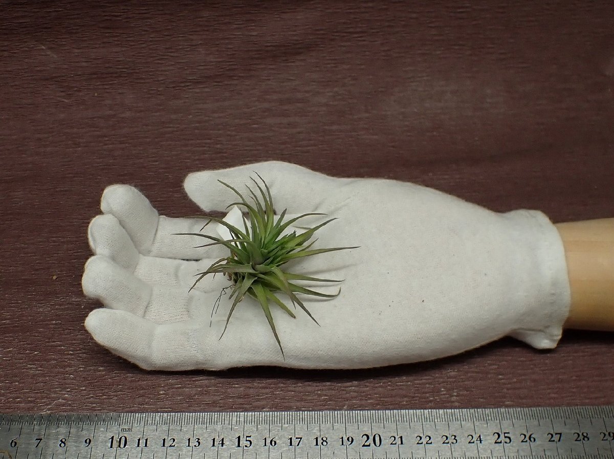 Tillandsia aeranthos \'Bronze\'chi Ran jia*a Elan tos bronze # air plant TI