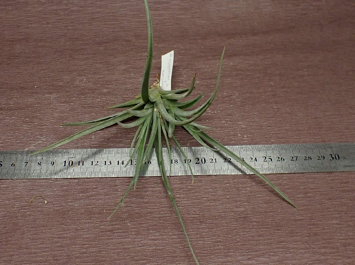 Tillandsia albertiana x T.recurvifoliachi Ran jia*aru bell Teana xrek ruby fo rear # air plant PR