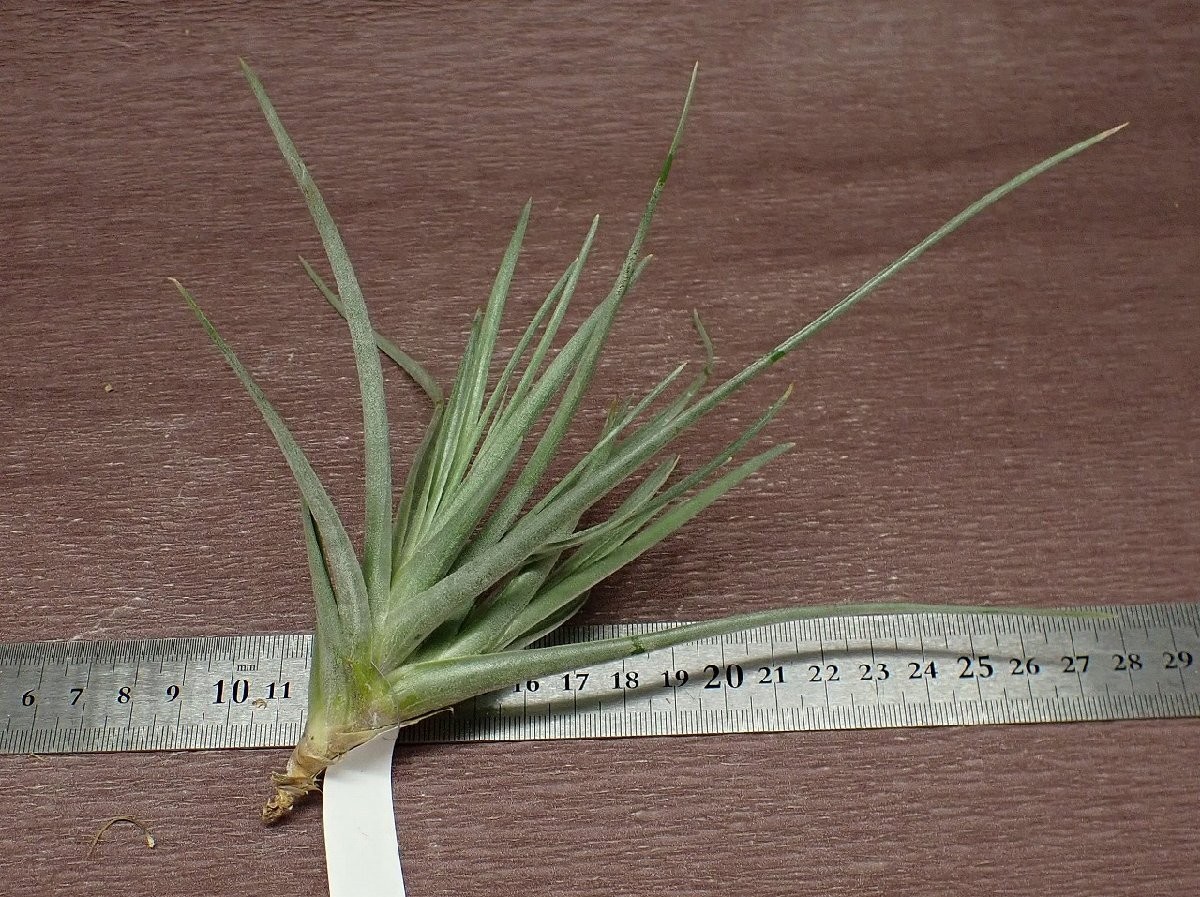 Tillandsia albertiana x T.recurvifoliachi Ran jia*aru bell Teana xrek ruby fo rear # air plant PR