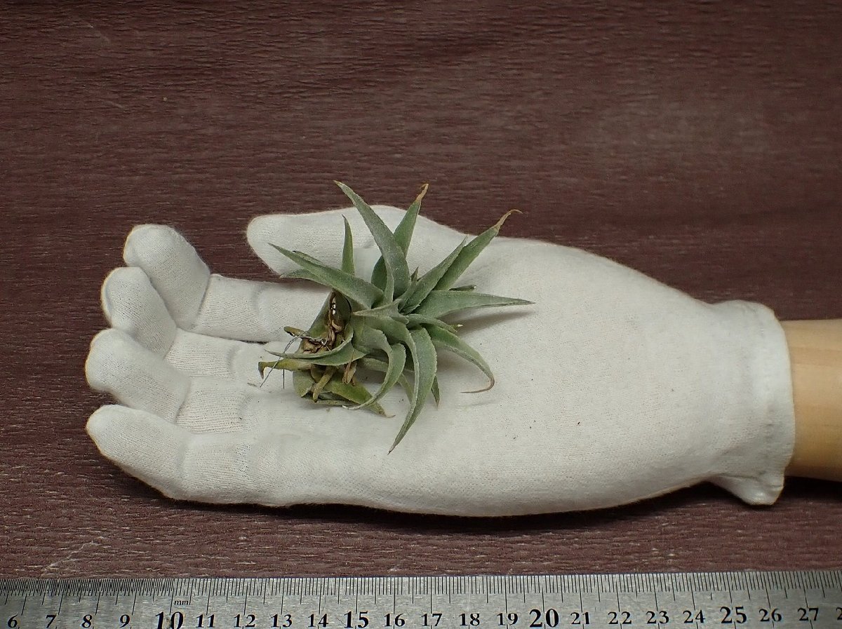 Tillandsia edithaechi Ran jia* Эдди siae# воздушный растения PR