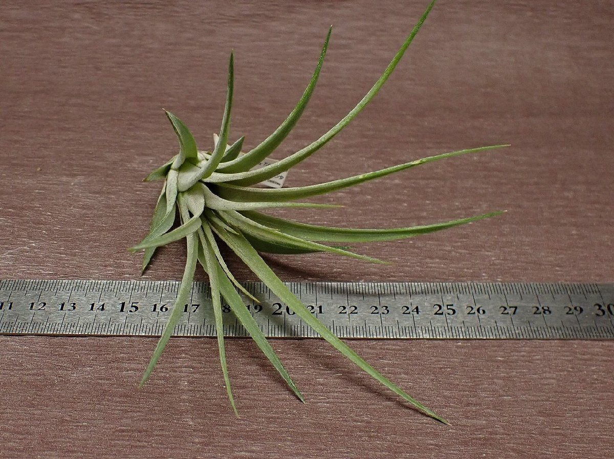 Tillandsia fasciculata x T.ionanthachi Ran jia*fasi кулер tax Io наан ta# воздушный растения TI