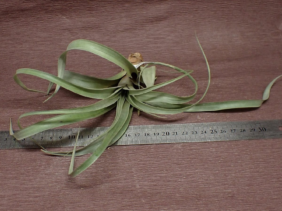 Tillandsia sphaerocephalachi Ran jia*sfaerosefala# воздушный растения TI