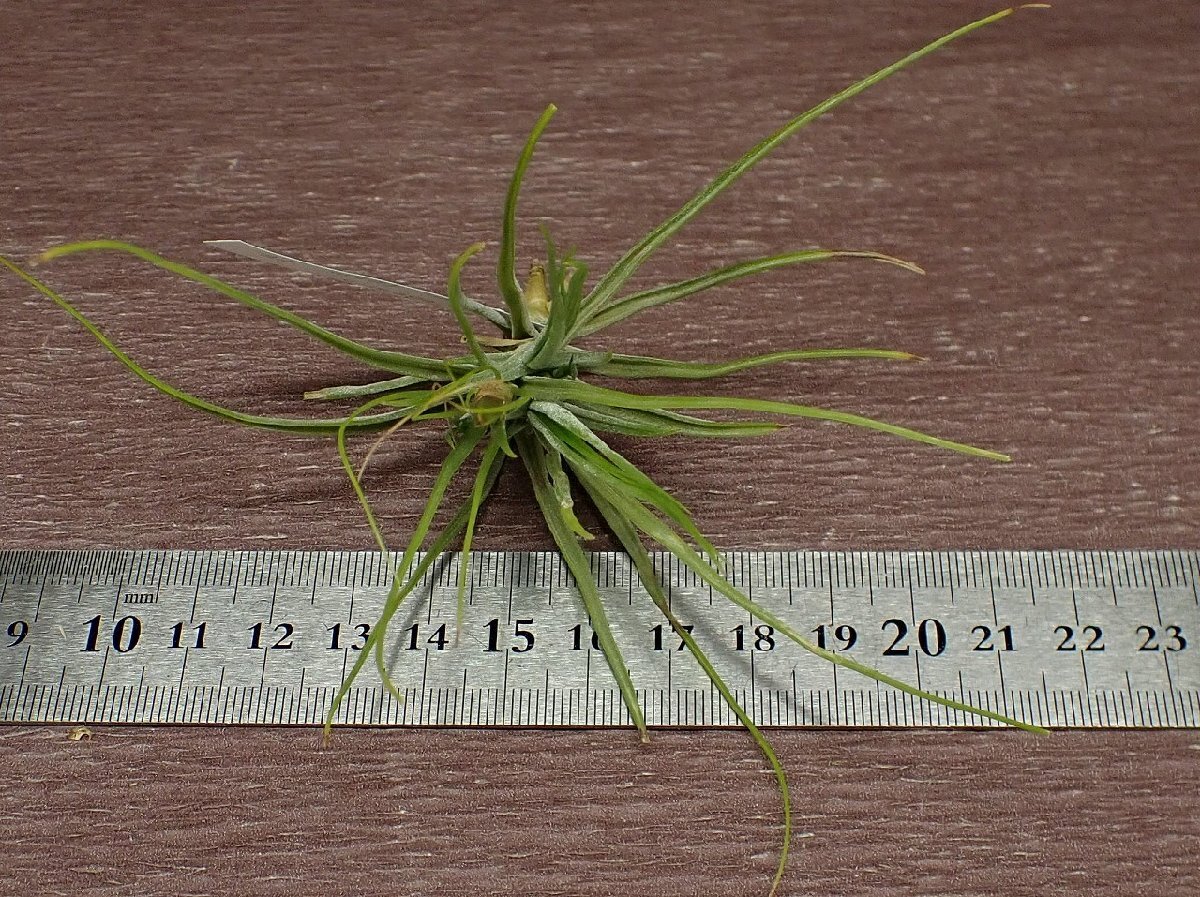 Tillandsia schiedeana Green formchi Ran jia*si-ti дыра зеленый пена # воздушный растения PR