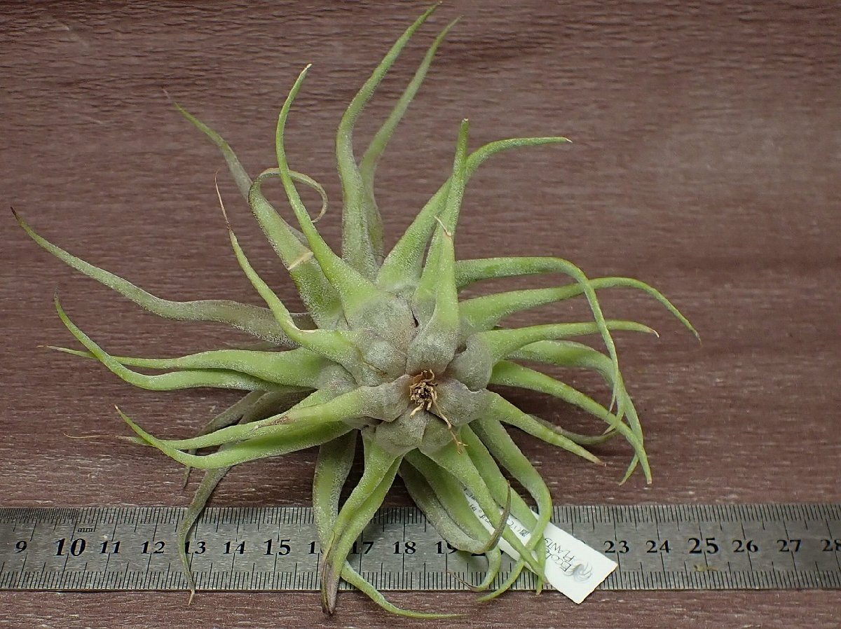 Tillandsia streptophylla Red clone チランジア・ストレプトフィラ レッドクローン●エアプランツEPの画像2