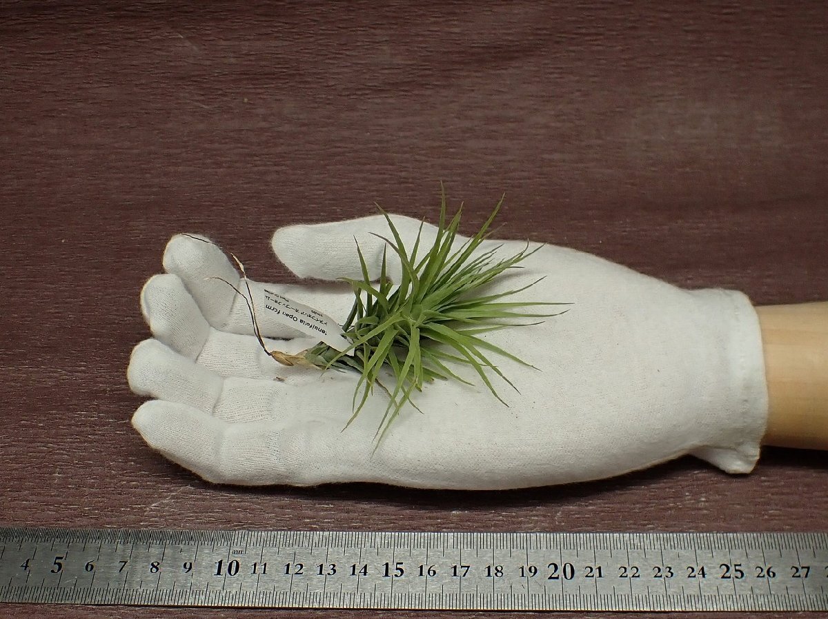 Tillandsia tenuifolia Open form チランジア・テヌイフォリア オープンフォーム■エアプランツTI_画像1